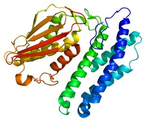 717px-Protein_BCKDK_PDB_1gjv