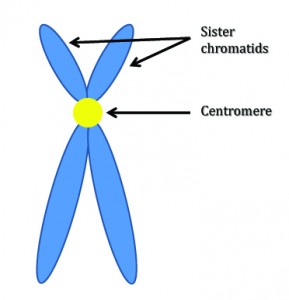 sister_chromatids1