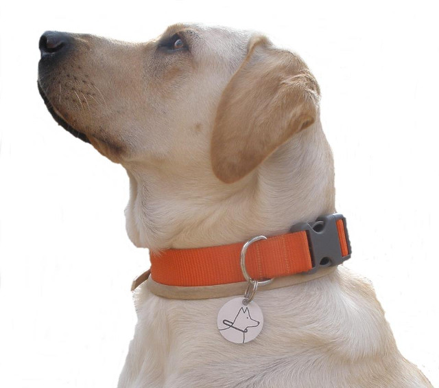 Guinness, con el distintivo oficial de Perro de Asistencia en la Comunidad Valenciana.