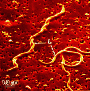 Imagen micrografía electrónica de barrido de Borrelia burgdorferi. Imagen cortesía del Centro Wadsworth del Departamento de Salud del Estado de Nueva York.
