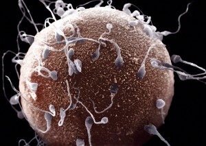  Suministro de ADN: El esperma de varones de mayor edad tienden a tener metilación anormal, pero no está claro si estos patrones sobreviven después de espermatozoides fertilizar los huevos.