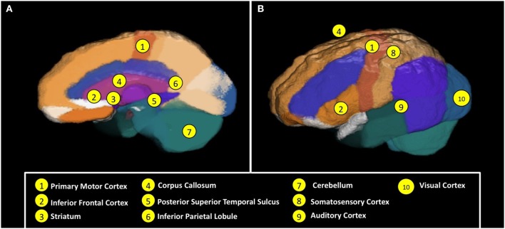 (A) Regiones neuronales y los mecanismos implicados en el funcionamiento motor y de la percepción de acción, y (B) la coordinación y la conectividad neuronal sensoriomotora y la palabra y el funcionamiento del lenguaje.