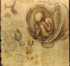 Esquema de un embrión humano - Leonardo Da Vinci