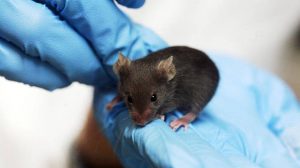 Ratón de laboratorio