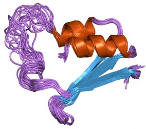 FMR1