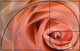 Espiral basada en la sucesión de Fibonacci. FEAPS lo usa en su logotipo
