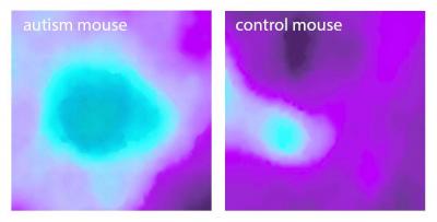 La corteza insular de los ratones con autismo ya está tan fuertemente activada por una sola modalidad sensorial (en este caso un sonido), tanto que es incapaz de desempeñar su papel en la integración de la información de múltiples fuentes. Foto: MPI of Neurobiology / Gogolla