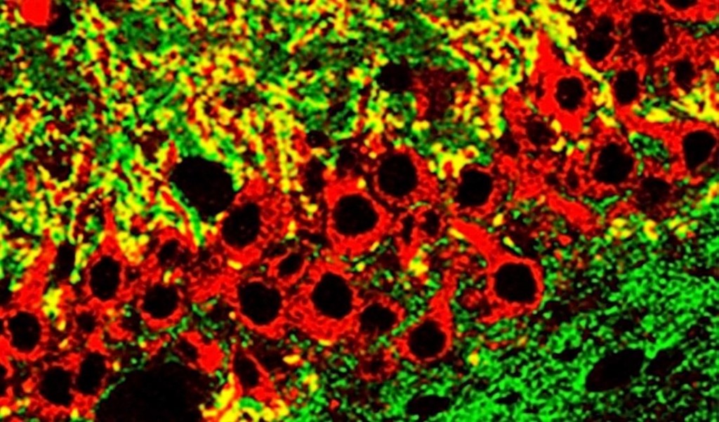 Expresión de GluK4 (rojo), proteína que codifica GRIK4, en el hipocampo, relacionada con la interacción social. El color amarillo revela su localización en la sinapsis. Imagen: Instituto de Neurociencias 