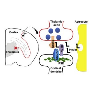 Microsoft PowerPoint - Graphical abstract_Final