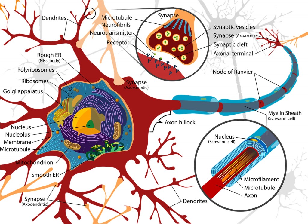 neurona